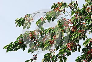 Wild sweet cherry (prunus avium) branch photo