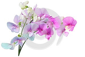 Wild Sweet Pea Flowers photo