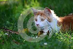 Wild sweet white&red cat visits garden