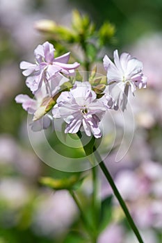 Wild sweet William (saponaria officinalis) flowers