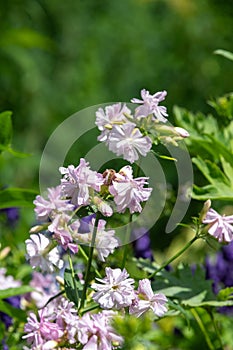 Wild sweet William (saponaria officinalis) flowers