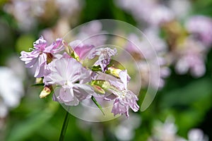 Wild sweet William (saponaria officinalis) flowers