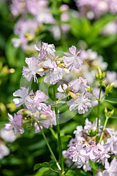Wild sweet William (saponaria officinalis) flowers
