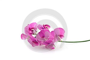 Wild sweetpea