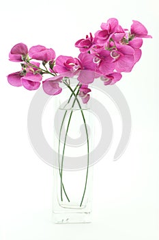 Wild Sweetpea