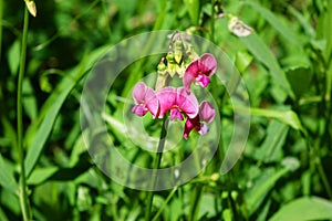 Wild Sweetpea - Washington
