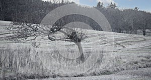 Wild swept tree in an unploughed field