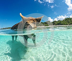 Wild, swiming pig on Big Majors Cay in The Bahamas photo