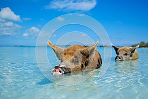 Wild, swiming pig on Big Majors Cay in The Bahamas photo