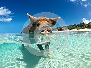 Wild, swiming pig on Big Majors Cay in The Bahamas