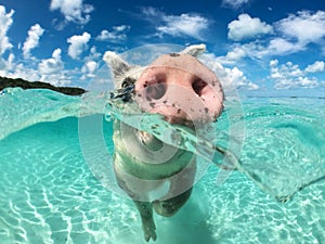 Wild, swiming pig on Big Majors Cay in The Bahamas photo