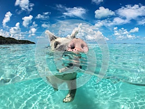 Wild, swiming pig on Big Majors Cay in The Bahamas photo