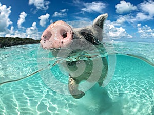 Wild, swiming pig on Big Majors Cay in The Bahamas