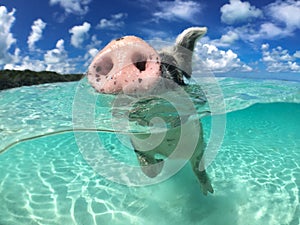 Wild, swimming pig on Big Majors Cay in The Bahamas photo