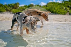 Wild, swimming piglets on Big Majors Cay in The Bahamas