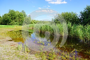 Wild swimming pool, small lake - beautiful spring day- green space around the city