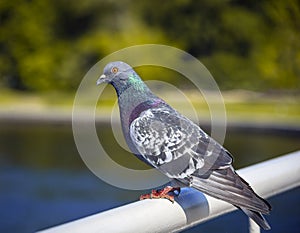 Wild synanthropic rock dove or pigeon. sits on metal fence