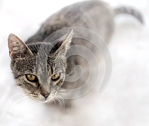 Wild Tabby Cat looking into camera, Greece. Tabby cat portrait looking with staring eyes isolated on white background with film