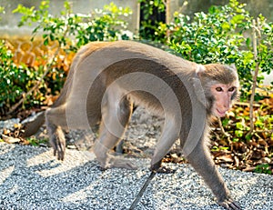 Wild Taiwanese Formosan rock macaque monkey walking