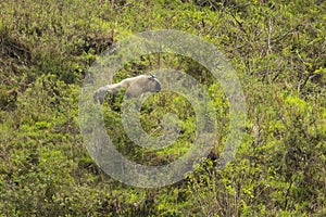 Wild Takin in Chinese Forest