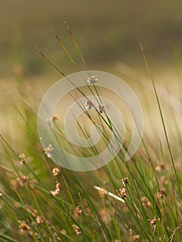 Wild tall grass in rural Ireland.