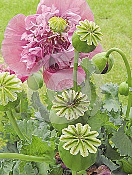 Wild tall poppy poppies flowers flower plants garden gardens white yellow small meadow