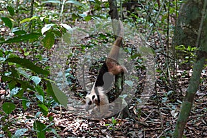 Tamandua Anteater Climbing Down a Tree photo