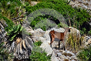 Wild tamed goat is looking and walking on the hill