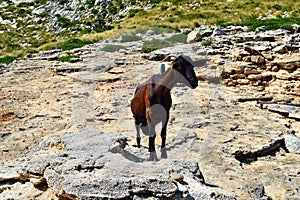 Wild tamed goat is looking and walking on the hill