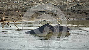 Wild tapir mom and baby inside pond