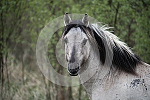 Wild tarpan horse