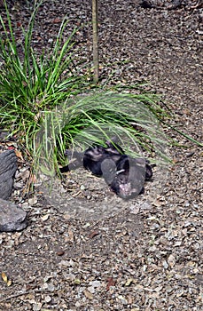 Wild tasmanian devil endangered with extinction