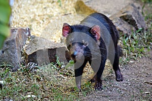 Wild tasmanian devil endangered with extinction