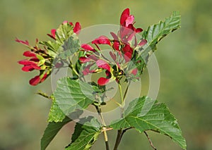 Tatar maple or Tatarian maple, Acer tataricum