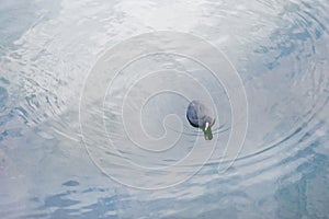 Wild teak duck swimming alone in the lake