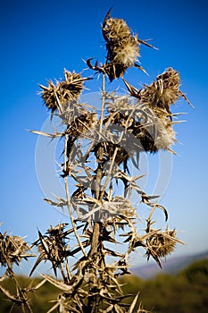 Wild teasel photo