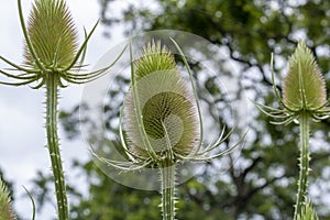 Wild teasel