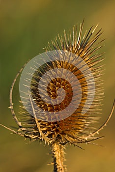 Wild Teasel photo