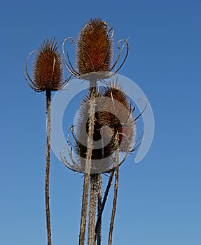 Wild Teasel