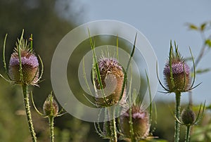Wild Teasel, also known as Common teasel or Venuscup teasel. Botanical name: Dipsacus sylvestris