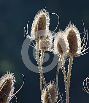 Wild Teasel in the Morning light