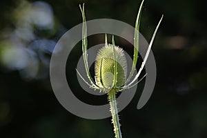 Wild teasel close up