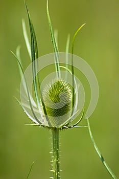Wild teasel closeup view with selective focus on foreground