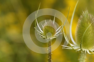 Wild teasel, Dipsacus fullonum