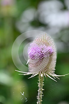 Wild teasel Dipsacus fullonum, close-up of flower photo