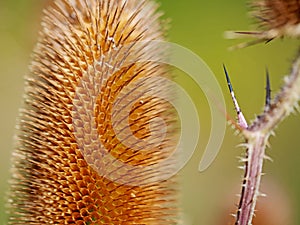Wild teasel, Dipsacus fullonum, close-up