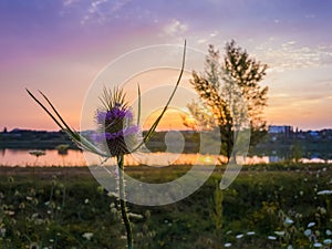 Wild teasel Dipsacus fullonum flowering on a summer meadow over sunset sky background. Purple seeds bloom on thorn flowerhead. photo