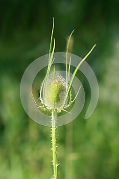 Wild teasel or Dipsacus fullonum fully green plant with prickly stem and erect egg-shaped flower head on light green garden