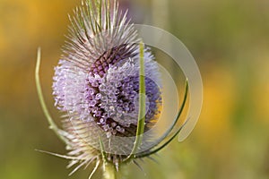 Wild teasel, Dipsacus fullonum photo