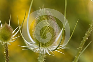 Wild teasel, Dipsacus fullonum photo